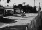 Stray Dog #2, ( Los Angeles), 1990/92 19″x19″ B&W Photograph