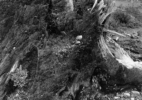 Tree stump battered by mudflow, on Lahar (mudflow area), 6 miles SE of Mt. St. Helens, Wash., 1983