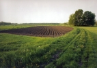 Kartoffelacker im Oderbruch, Neuhardenberg, 2002