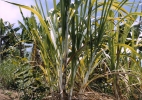 sugarcane