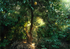 53. Grapefruit Tree, Cobwebs, Brushwood, Grand Terrace, CA 2014