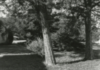 Cedar Trees in the Side Yard – 2201 Wenonah, Wichita Falls, Texas, 1978/2016