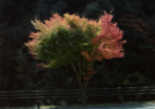 Toshio Shibata, Japanscapes