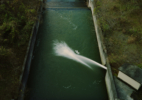 Toshio Shibata, Japanscapes