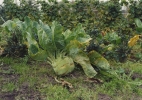 Kohlrabi-(Turnip),–Schiefbahn,-2001