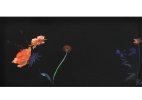 Still Life (Two Extended Zinnias)_2014_10x20in