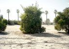 Orchard #14C, 2021