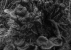 Jude_Fungi_40x30