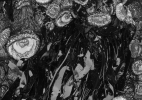 Jude_Low Tide (Sea Anenome:Kelp)_40x30